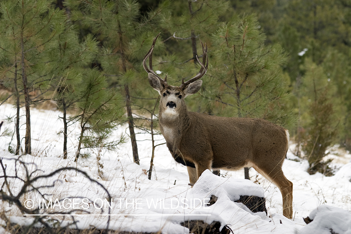 Mule deer