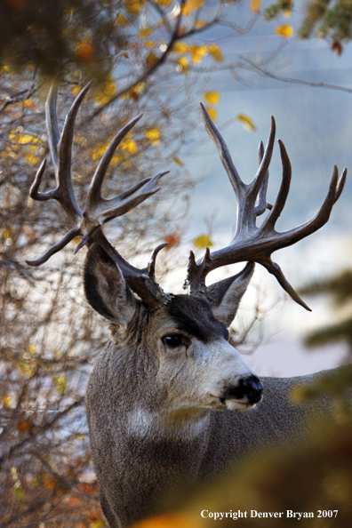Mule deer 