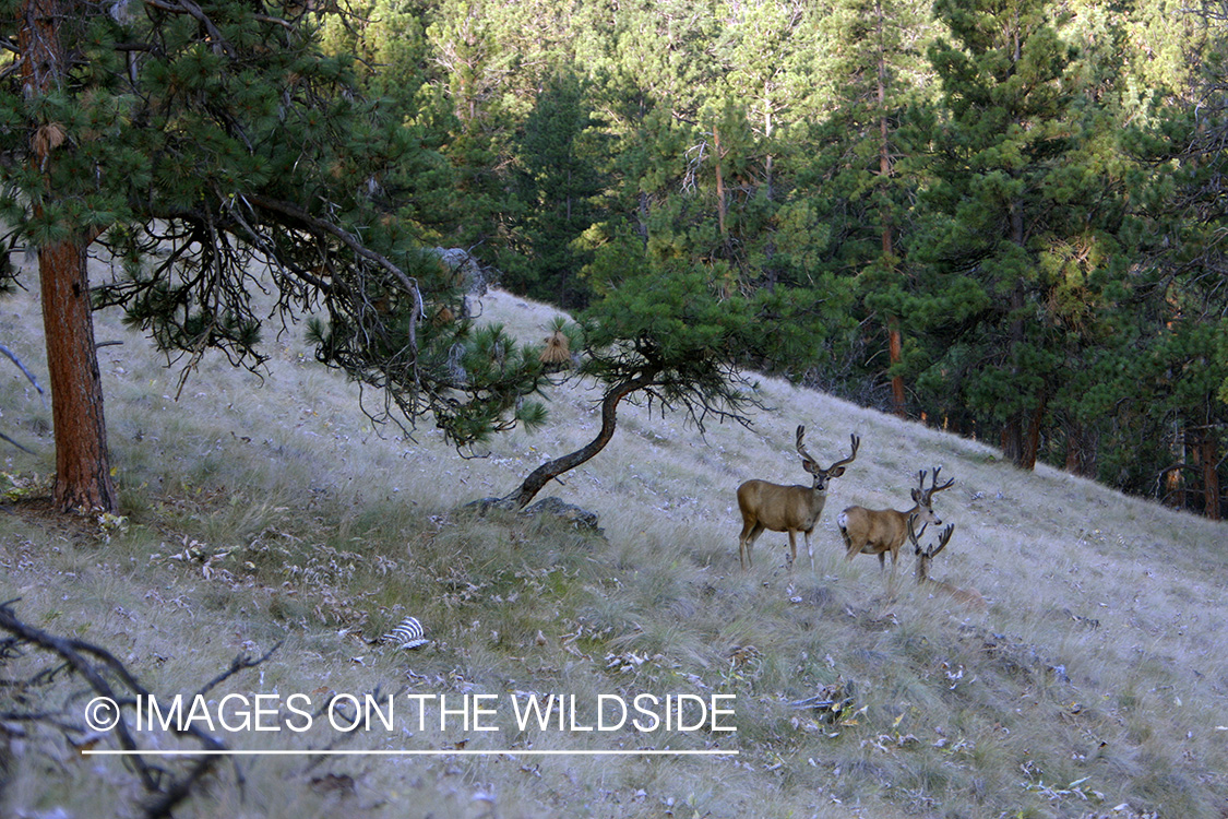Mule Deer in Habitat