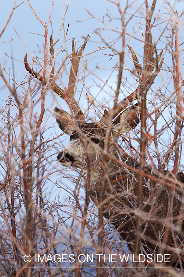 Mule deer buck in habitat.