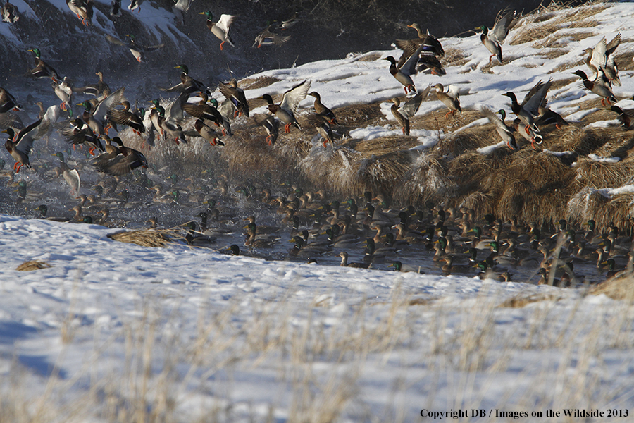 Mallards taking flight.
