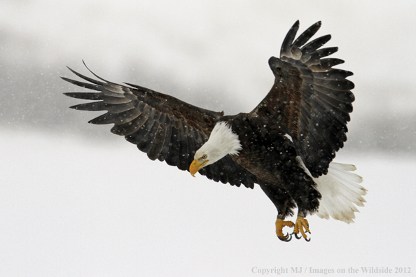 Bald eagle in flight.  