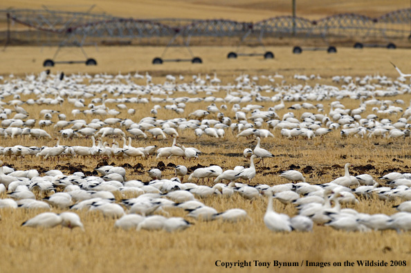 Snow Geese in habitat
