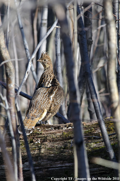 Ruffed Grouse in habitat. 