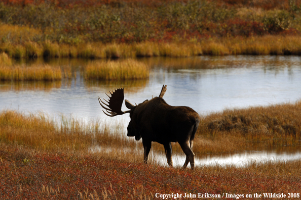 Alaskan Moose in Habitat