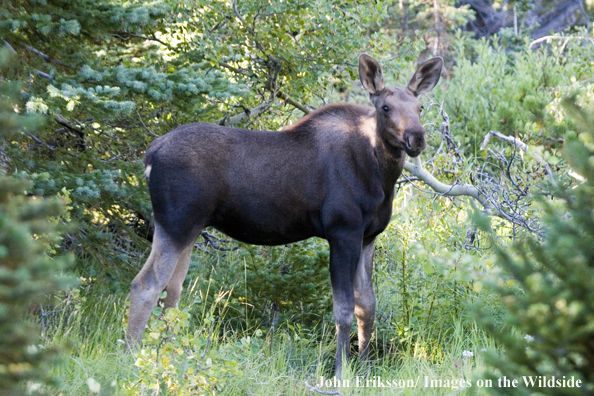 Young Shiras moose in habitat.