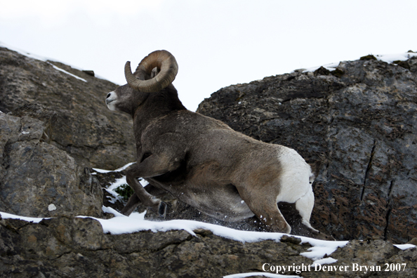 Rocky Mountain Bighorn Sheep