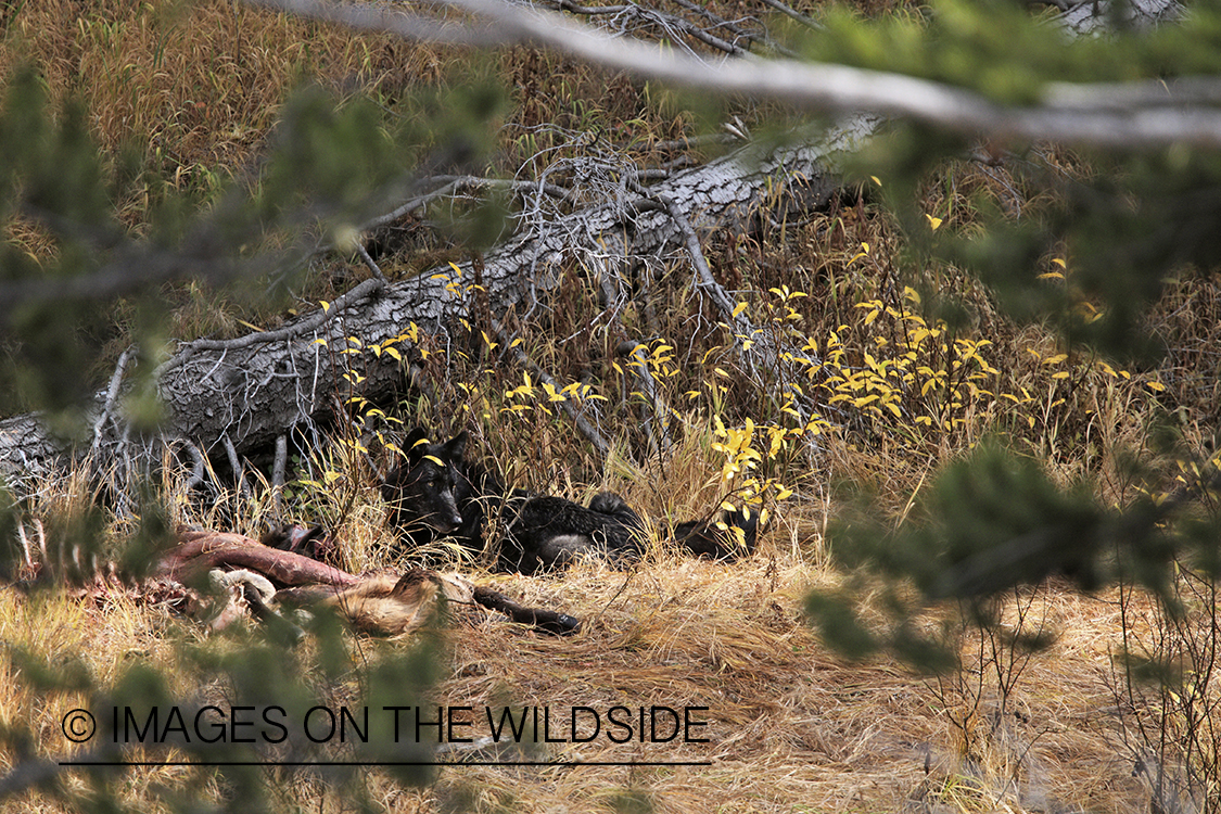 Wild gray wolf with kill in Yellowstone National Park.