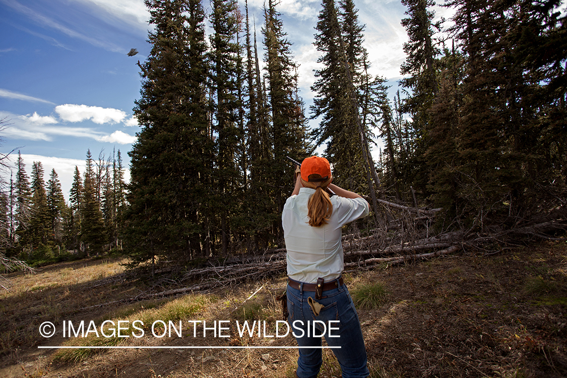 Upland game bird hunter shooting at Dusky (mountain) grouse.