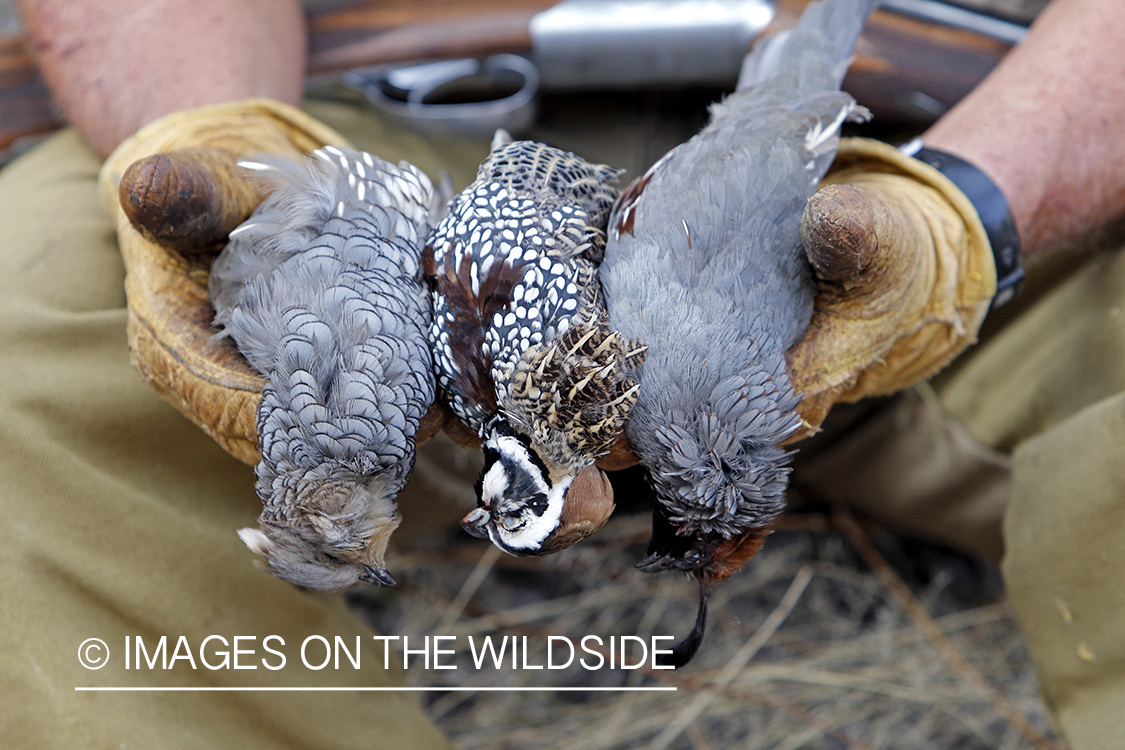 Hunter holding three species of desert quail.