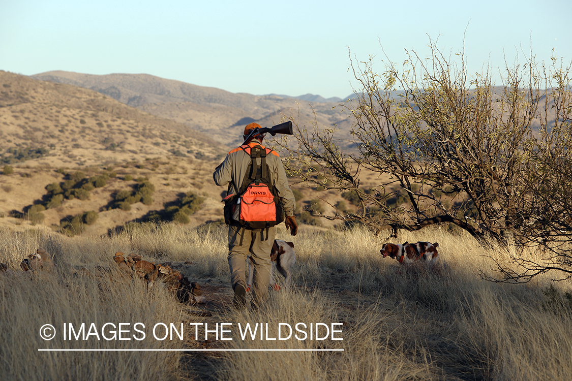 Mearns quail hunting with Brittany Spaniels.