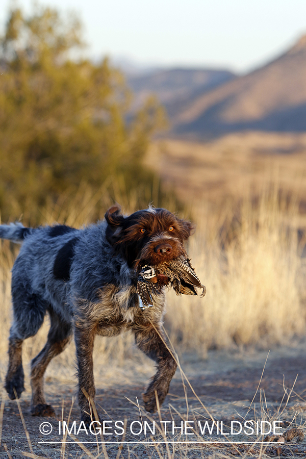 Tsavo (wirehaired pointing griffon) retrieving Mearns quail.