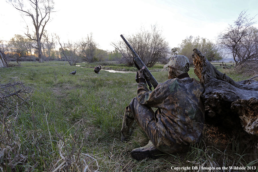 Turkey hunter shooting at gobbler with hen decoy.