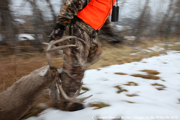 Hunter dragging downed buck. 