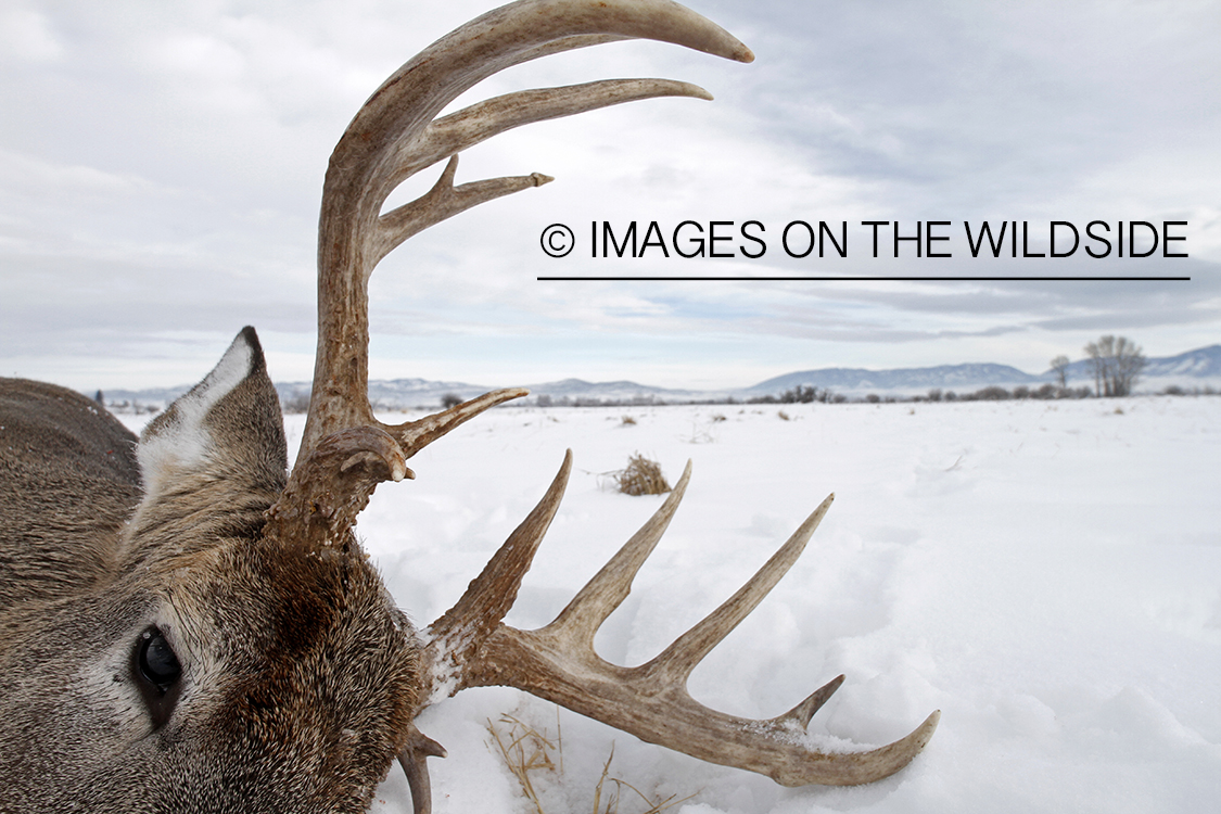 Downed white-tailed deer in field.
