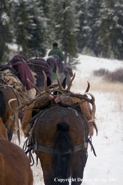 Elk hunt packstring in mountains