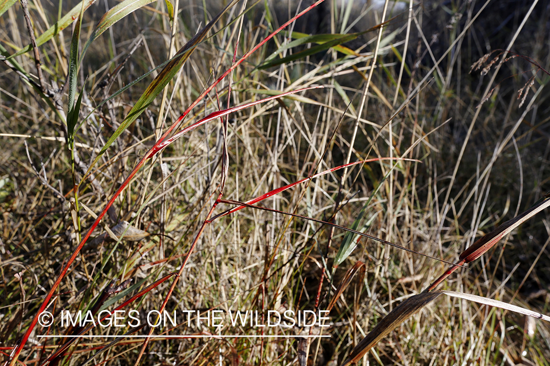 Blood trail of big game animal.
