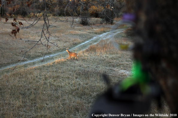 Bowhunter's view of a white-tail buck from a treestand with bow in foreground. 