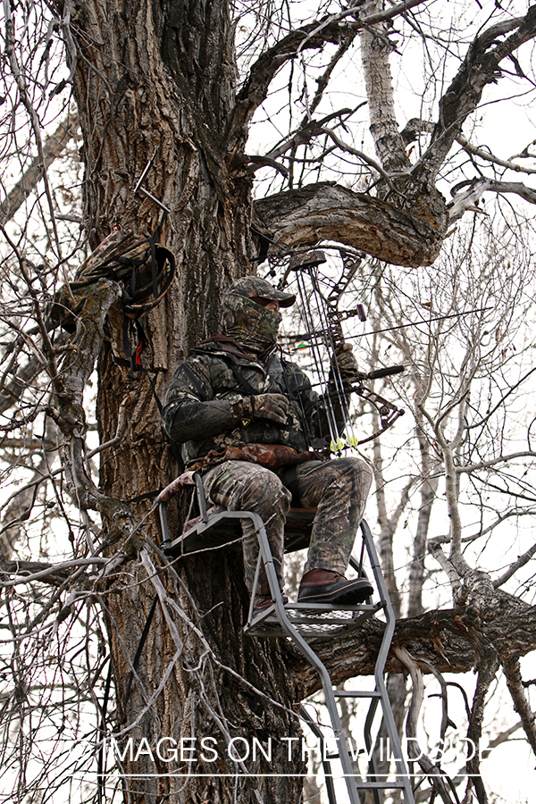Bowhunter scouting for big game from tree stand. 