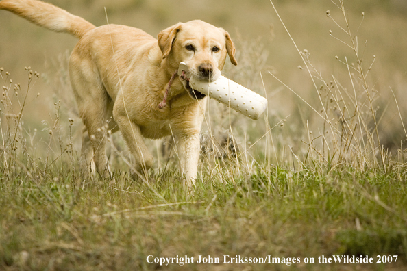 Yellow Labrador Retriever