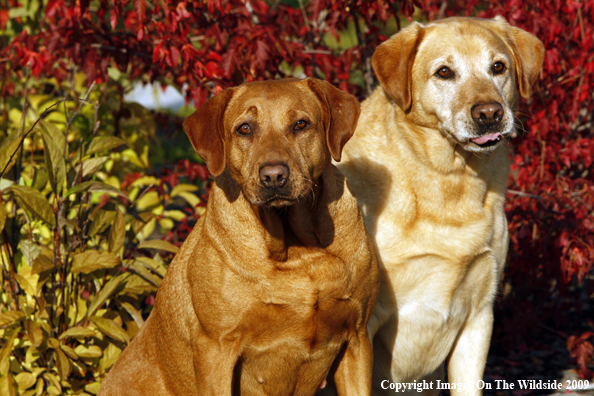 Yellow Labrador Retrievers