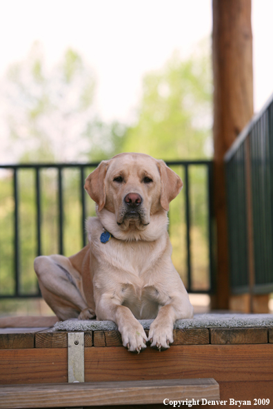 Yellow Labrador Retriever on deck