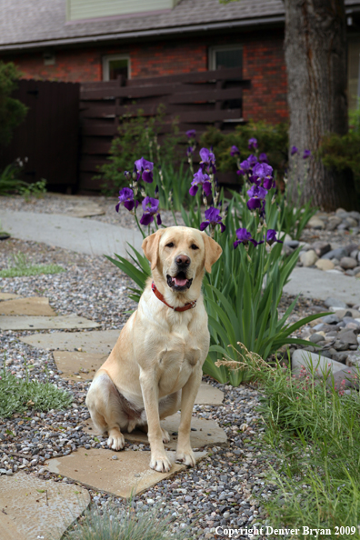 Yellow Labrador Retriever by flowers