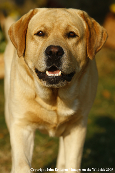 Yellow Labrador Retriever 