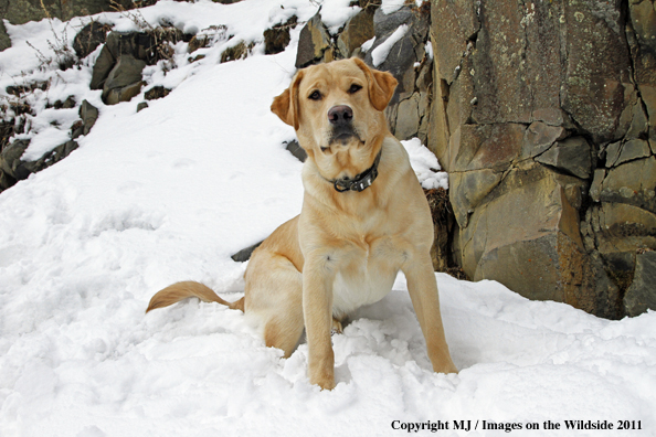 Yellow Labrador Retriever 