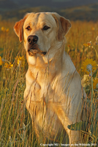 Yellow Labrador Retriever.