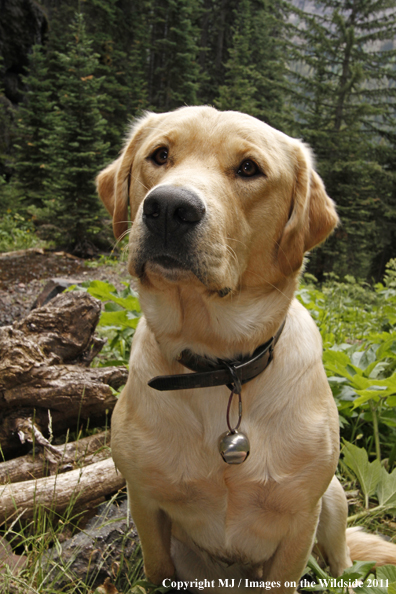Yellow Labrador Retriever.