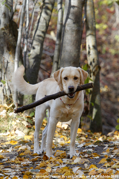 Yellow Labrador Retriever with stick. 