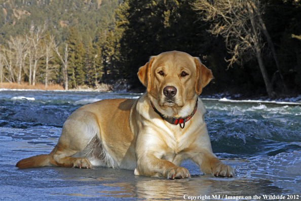 Yellow Labrador Retriever in winter. 