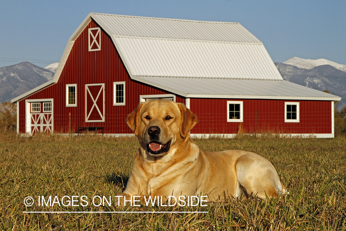 Yellow Labrador Retriever
