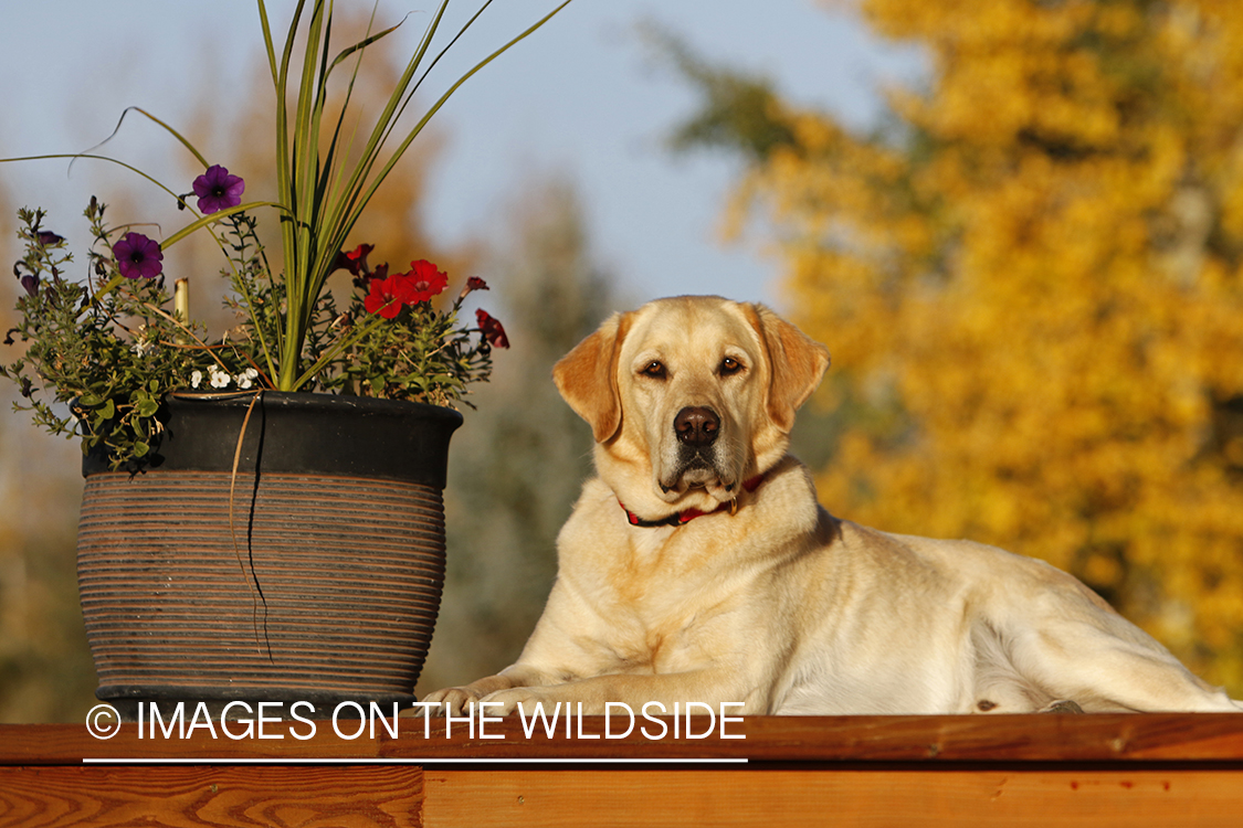 Yellow Labrador Retriever sitting on deck.