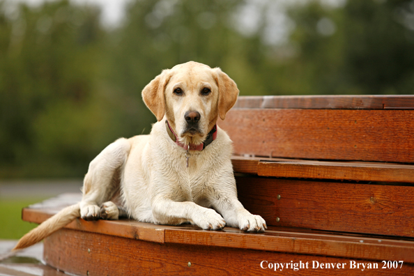 Yellow Labrador Retriever