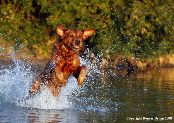 Golden Retriever Leaping