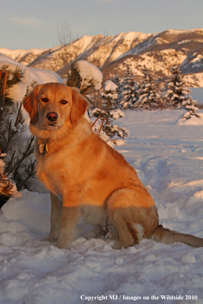 Golden Retriever in snow