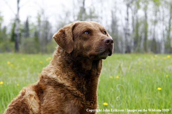 Chesapeake Bay Retriever in field. 