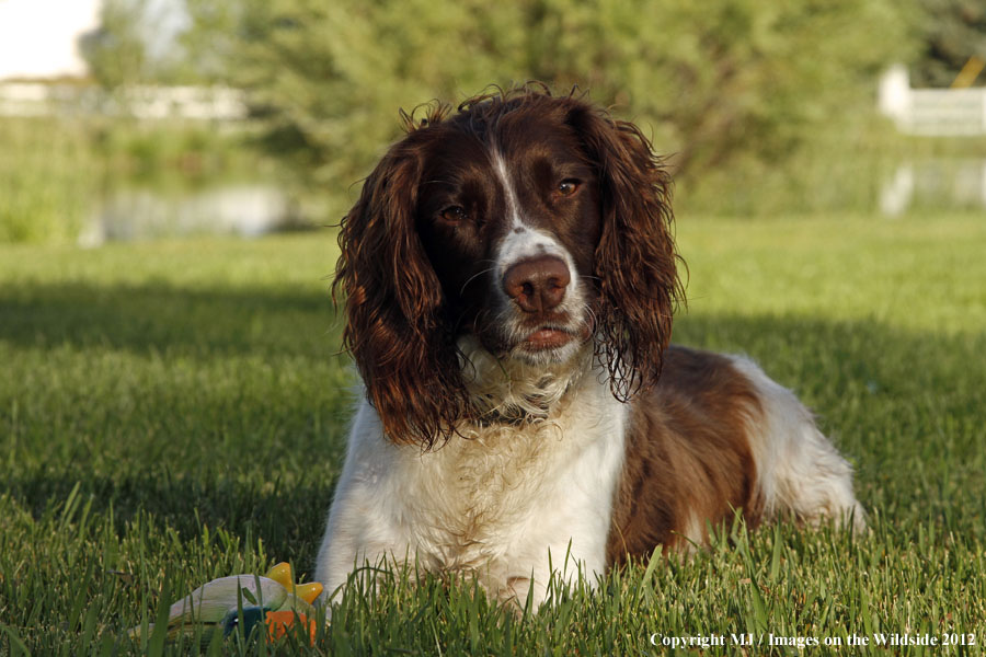 Springer Spaniel with a toy duck.