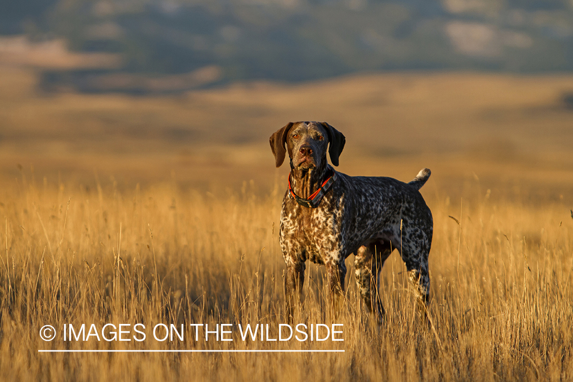 German Shorthaired Pointer in field. 