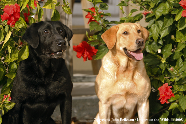 Black and Yellow Labrador Retrievers 