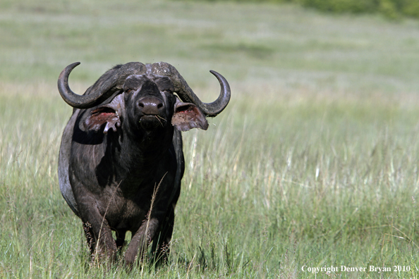 Cape buffalo bull.