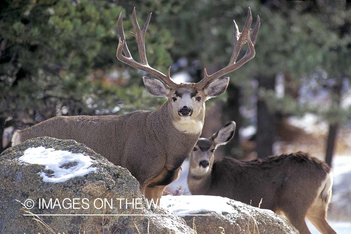 Mule deer in habitat.