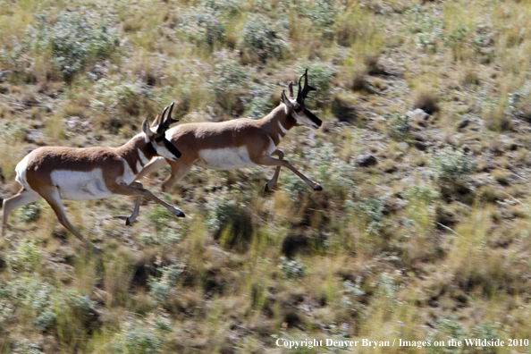 Pronghorned Antelope