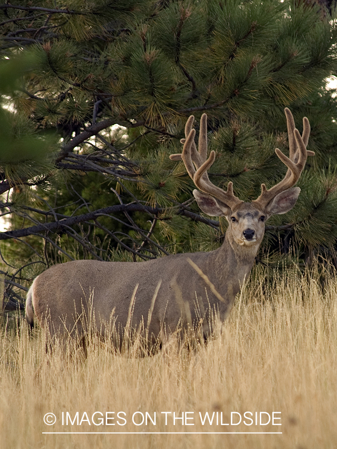 Mule deer in the velvet
