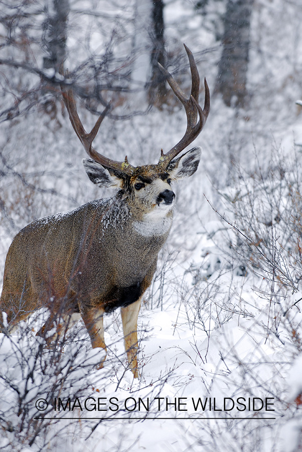 Mule deer 