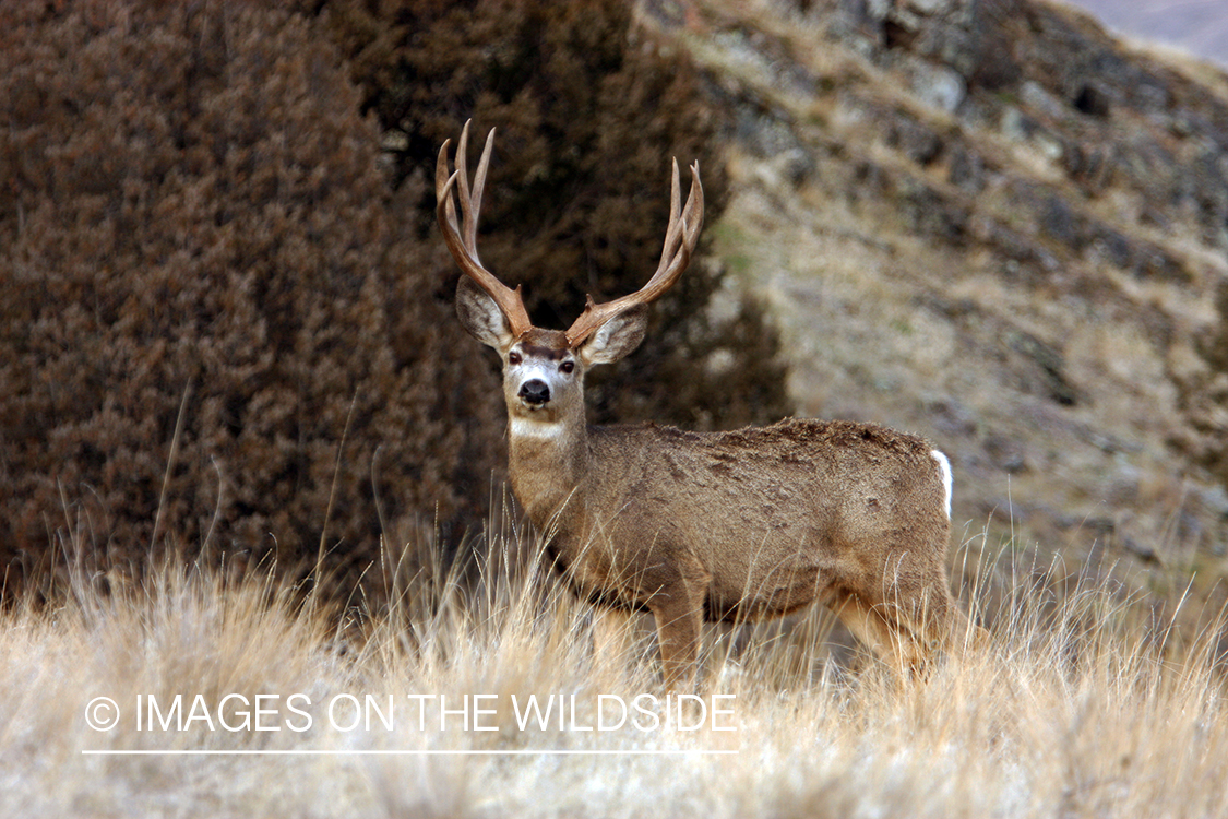 Mule Buck in Field