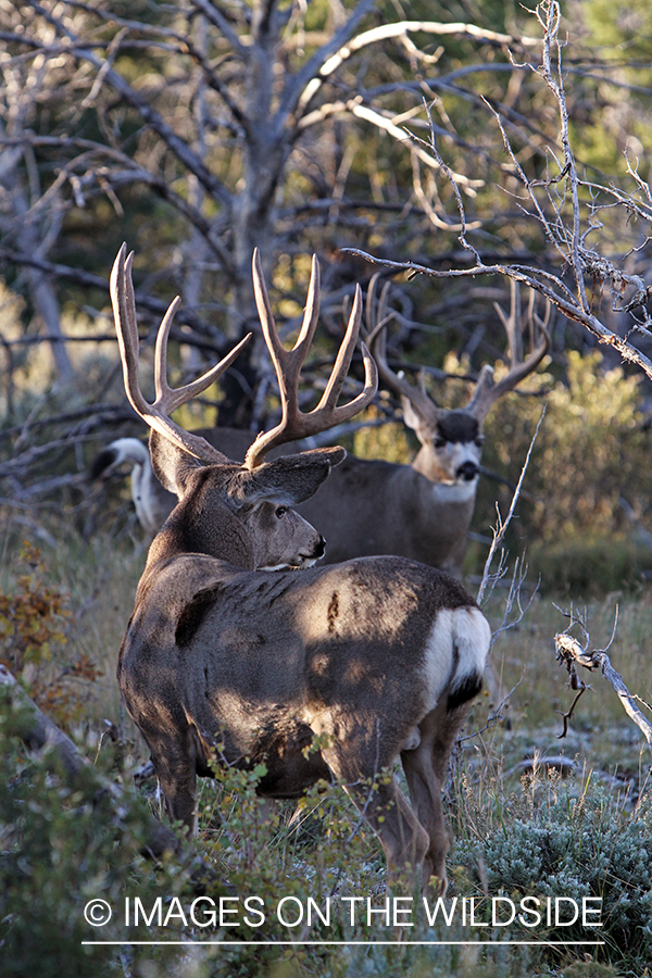 Mule deer bucks in habitat.