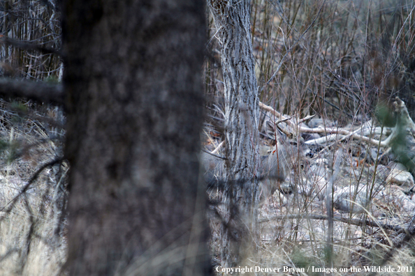 Coues white-tailed buck in field in Arizona. 